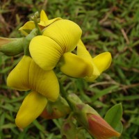 Crotalaria retusa L.